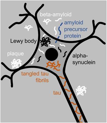 Mitochondria-Microbiota Interaction in Neurodegeneration